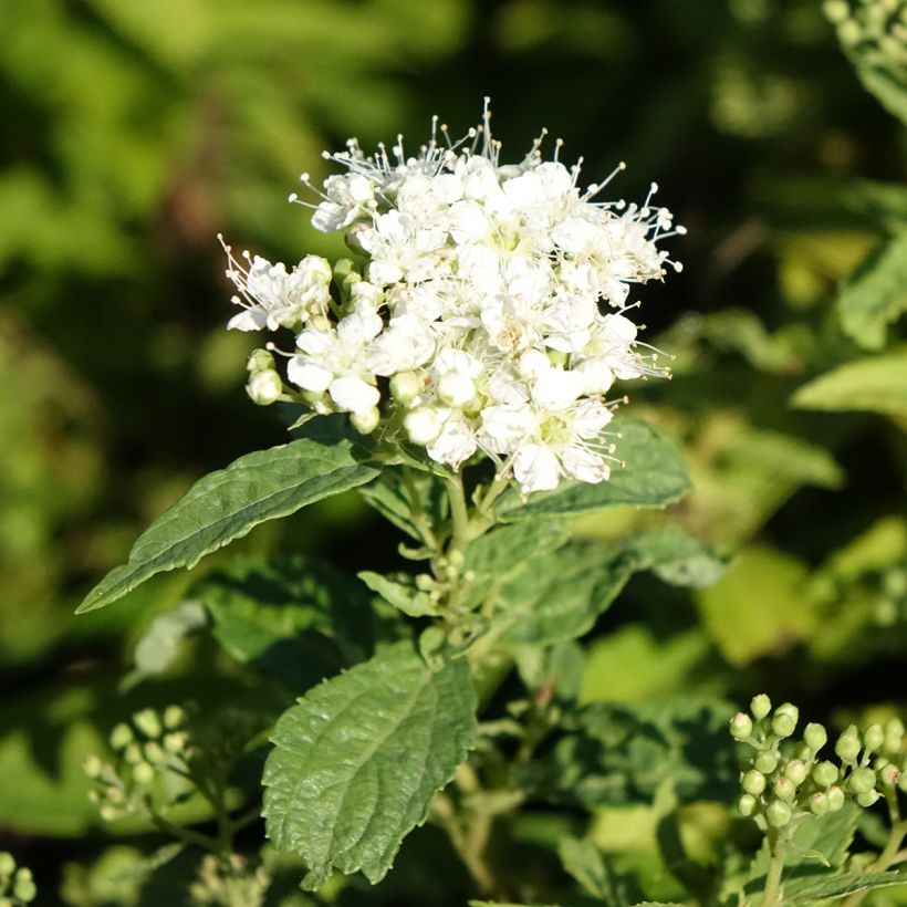 Spiraea japonica Albiflora (Flowering)