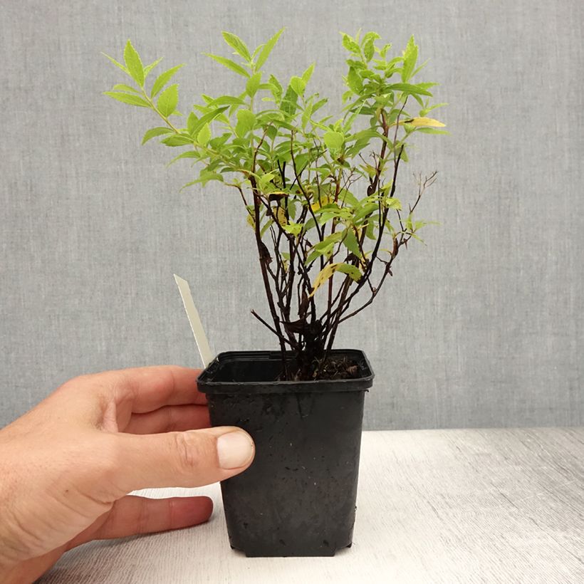 Spiraea japonica Albiflora 8/9 cm pot sample as delivered in summer