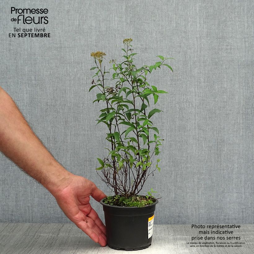 Spiraea japonica Anthony Waterer 1L/1.5L pot sample as delivered in autumn