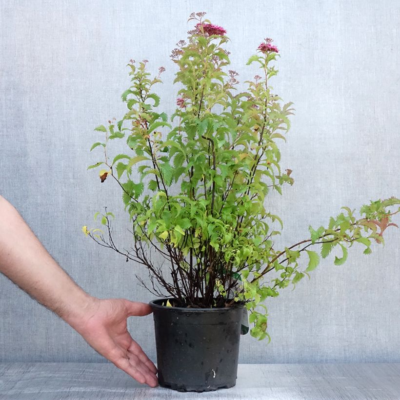 Spiraea japonica Crispa 2L/3L pot sample as delivered in summer