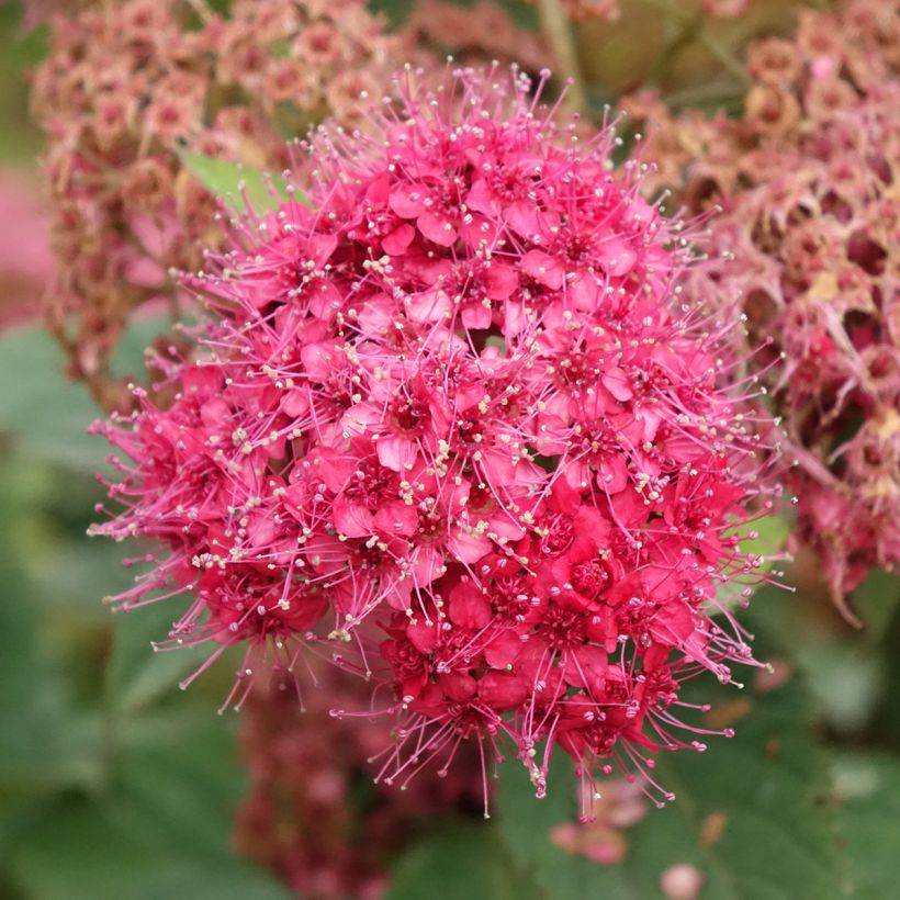 Spiraea japonica Double Play Doozie - Japanese Spirea (Flowering)