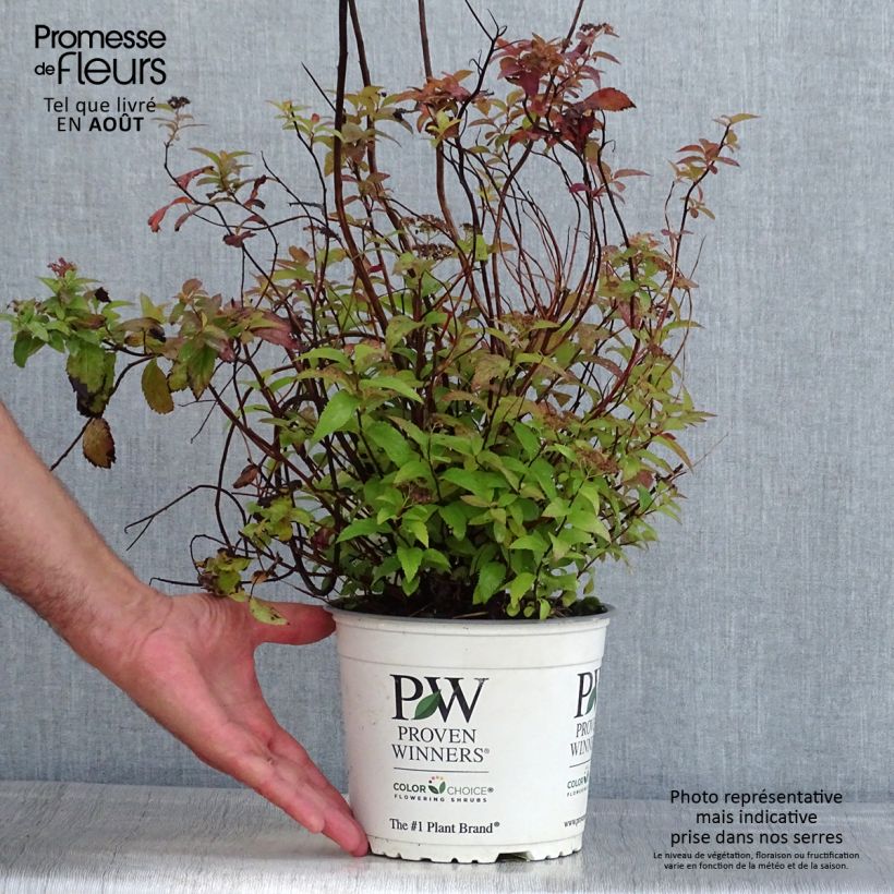 Spiraea japonica Double Play Red 2L/3L pot sample as delivered in summer