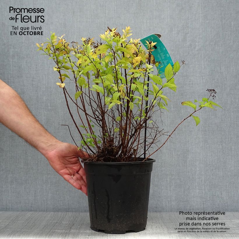 Spiraea japonica Goldflame 7.5L/10L pot sample as delivered in autumn