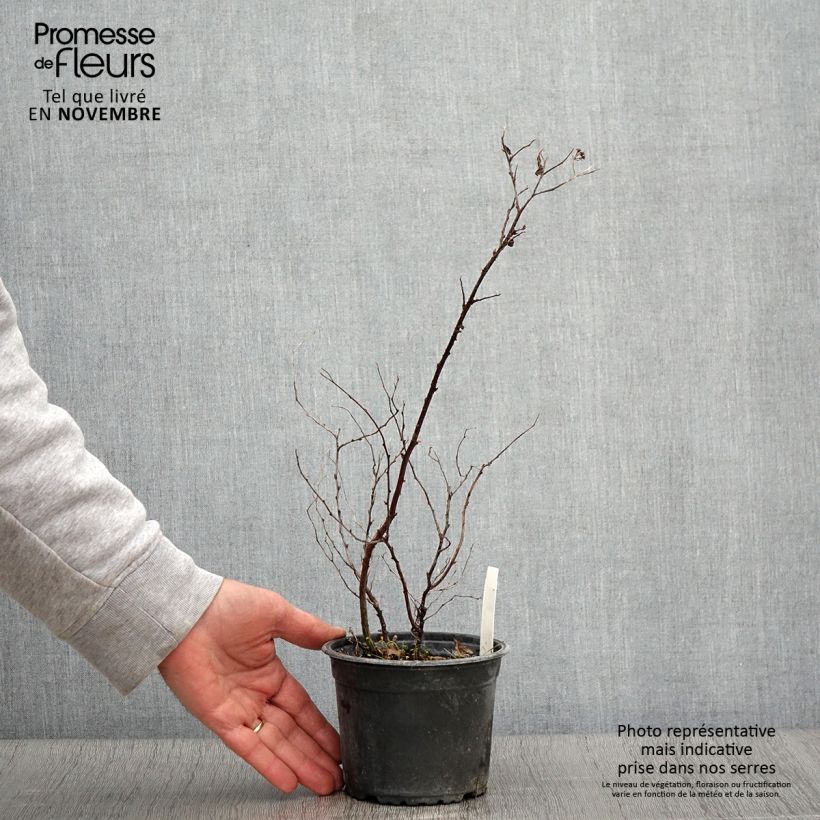 Spiraea japonica Goldflame 1L/1.5L pot sample as delivered in autumn