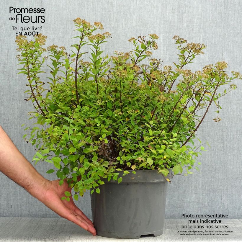 Spiraea japonica Little Princess 4L/5L pot sample as delivered in summer