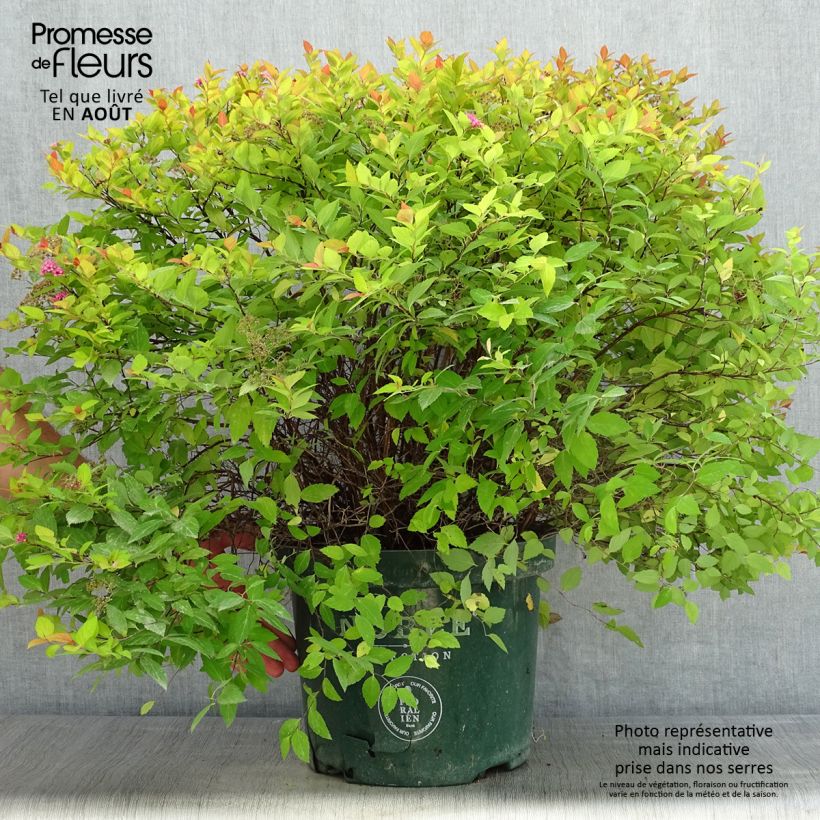 Spiraea japonica Magic Carpet 7.5L/10L pot sample as delivered in summer