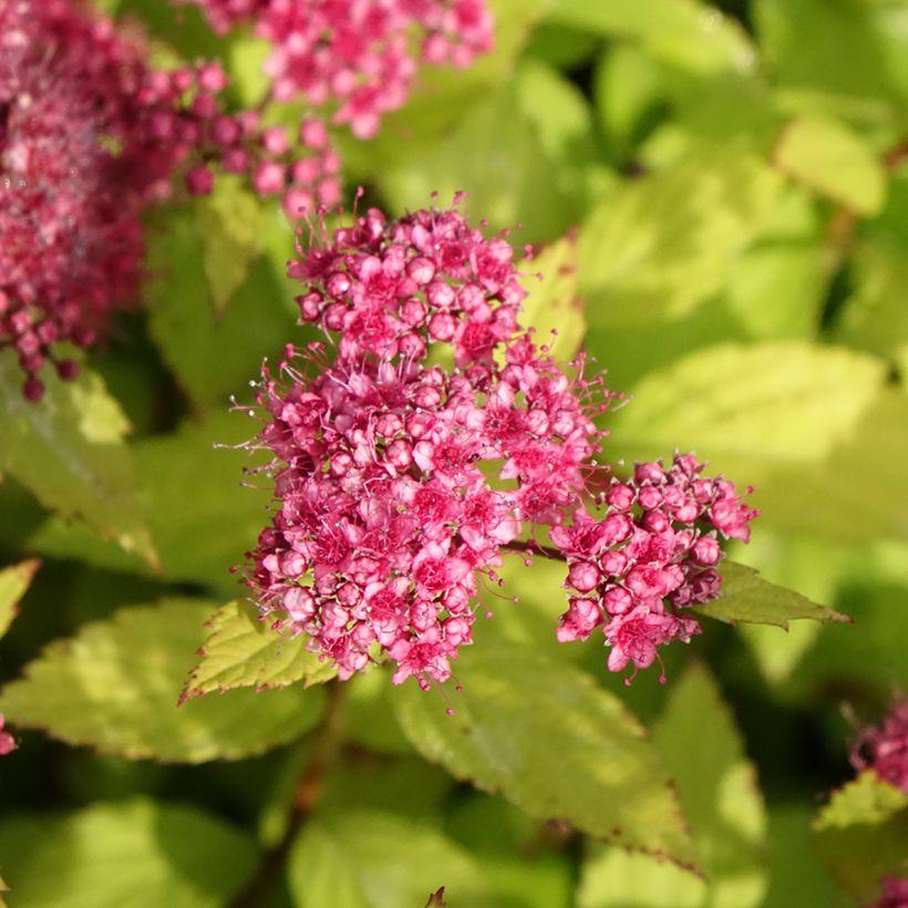 Spiraea japonica Magic Carpet (Flowering)
