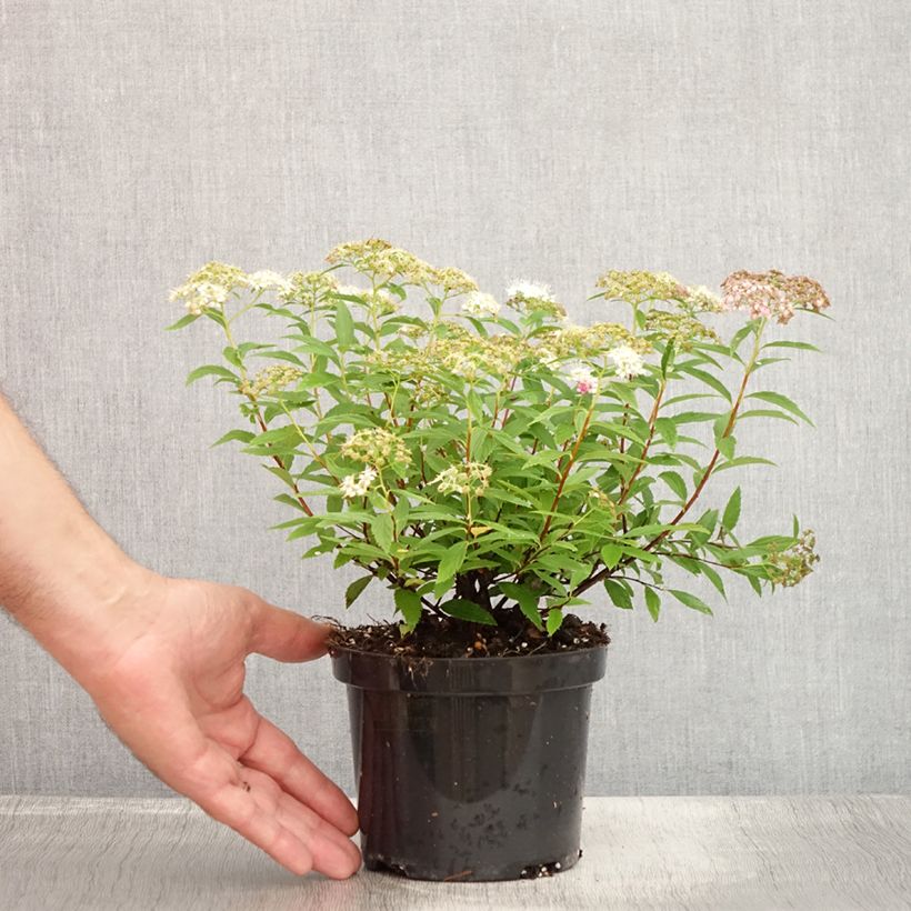 Spiraea japonica Shirobana or Genpei 1L/1.5L pot sample as delivered in summer