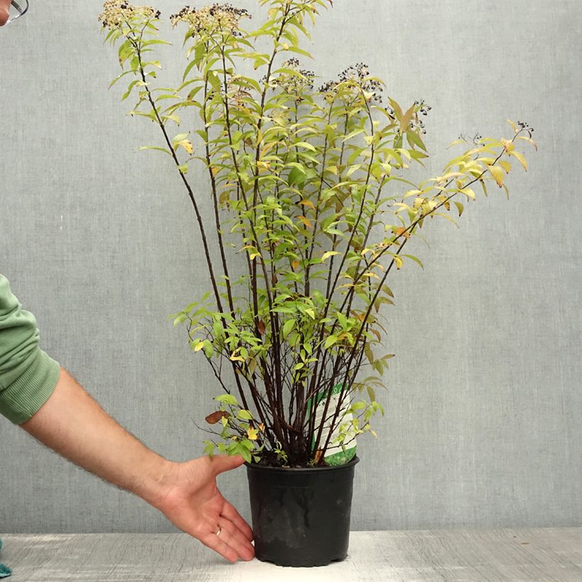 Spiraea japonica Shirobana or Genpei 2L/3L pot sample as delivered in summer