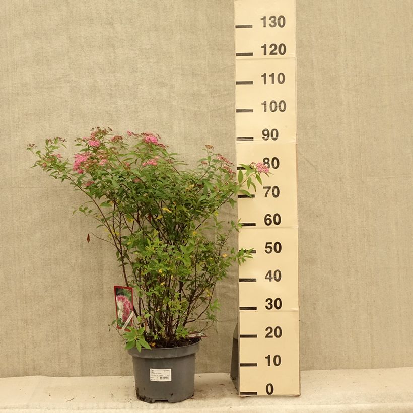 Spiraea japonica Shirobana or Genpei 7.5L/10L pot sample as delivered in summer