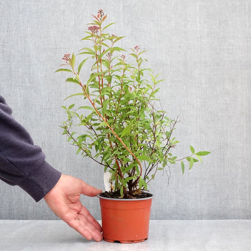 Spiraea japonica Darts Red 1L/1.5L pot sample as delivered in spring