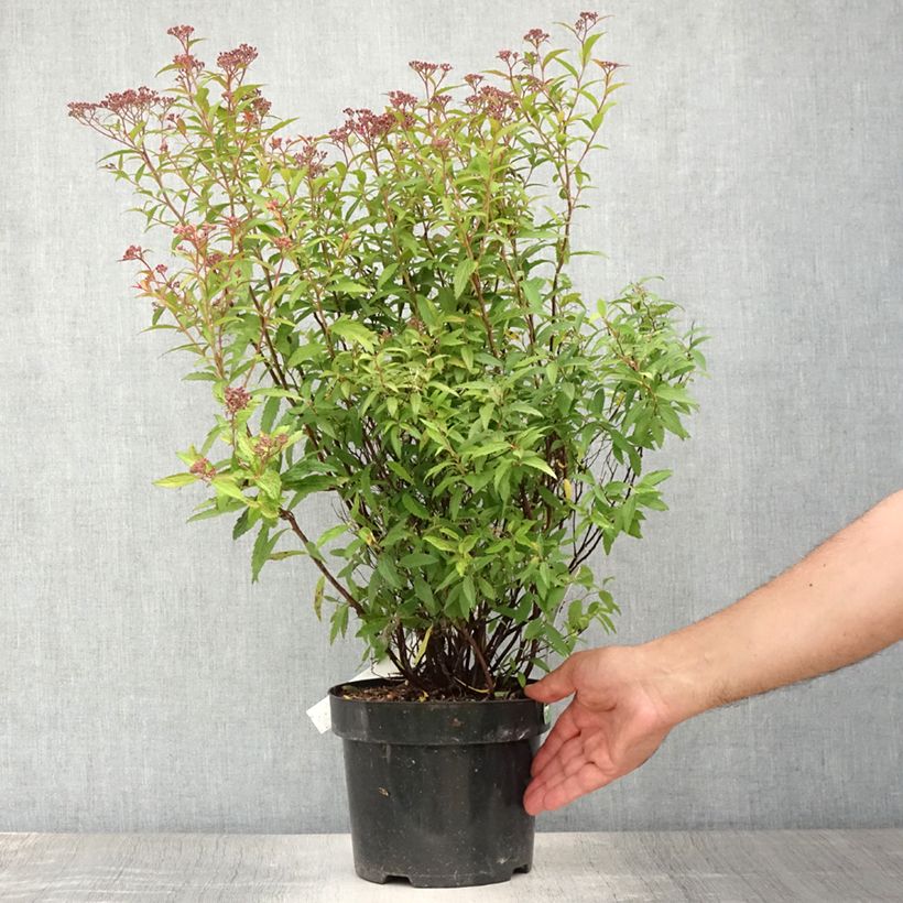 Spiraea japonica Darts Red 4L/5L pot sample as delivered in summer