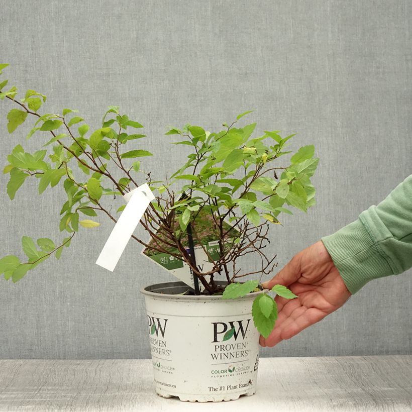 Spiraea japonica Double Play Big Bang Tracy 2L/3L pot sample as delivered in summer