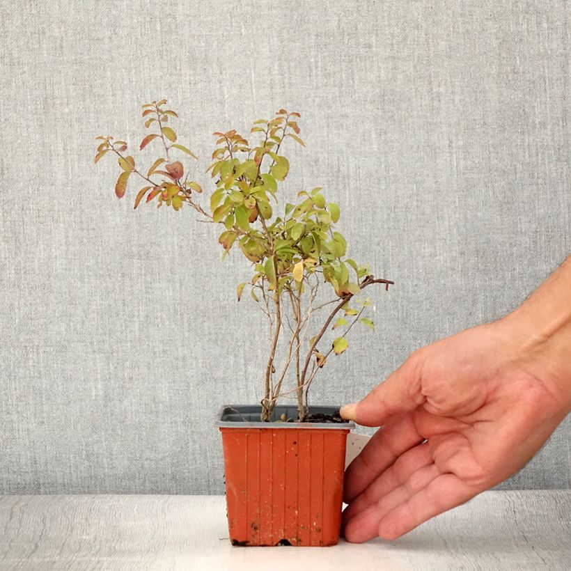 Spiraea nipponica Halwards Silver 8/9 cm pot sample as delivered in summer
