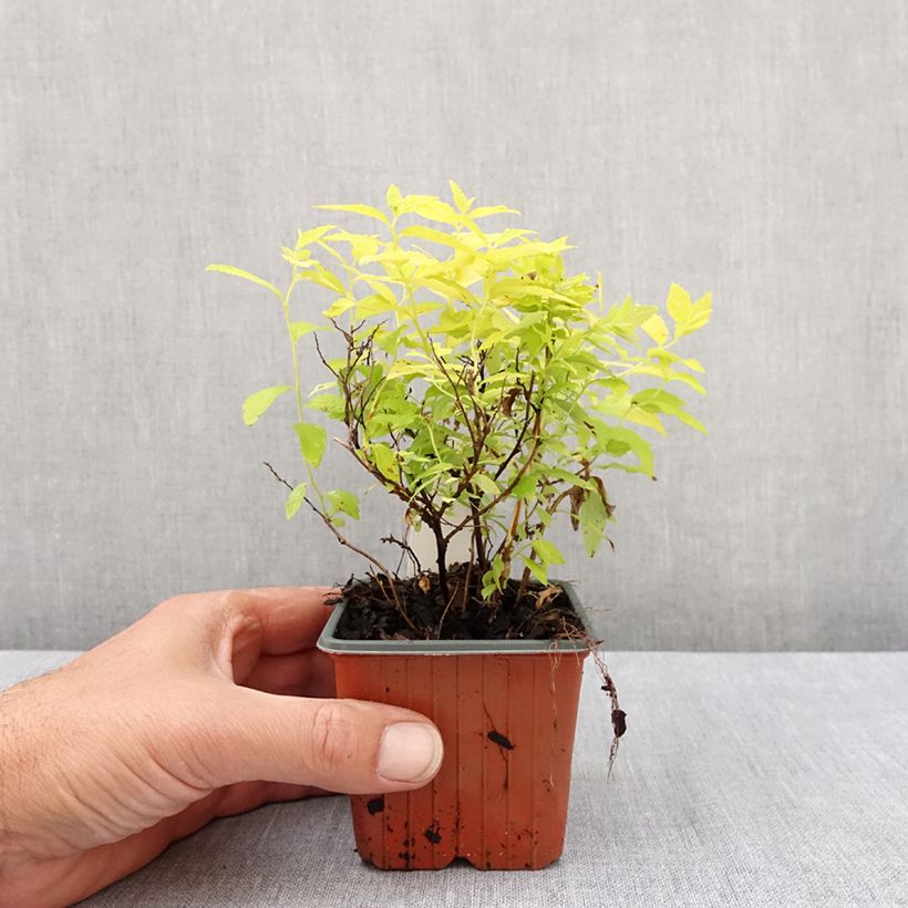 Spiraea japonica White Gold - Japanese Spiraea 8/9 cm pot sample as delivered in spring