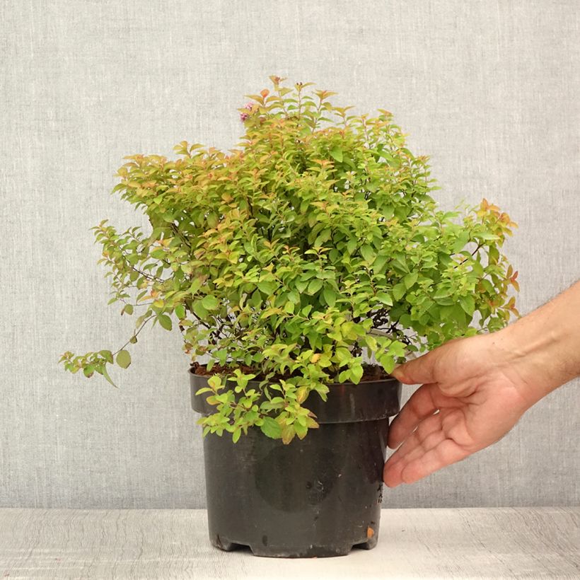 Spiraea japonica ZenSpirit Caramel 3L/4L pot sample as delivered in summer