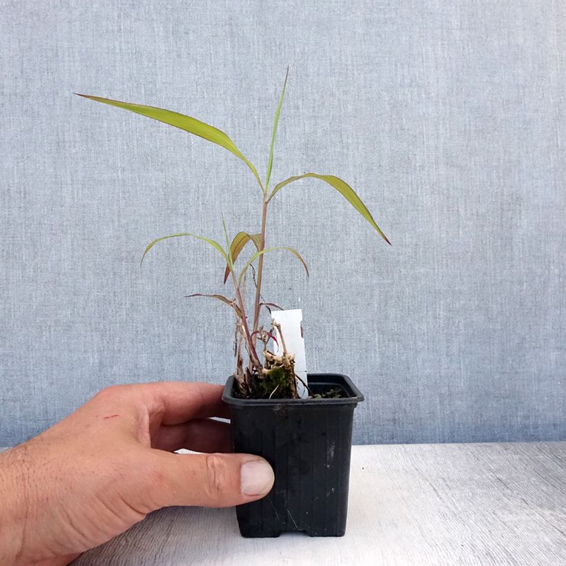 Spodiopogon sibiricus West Lake 8/9 cm pot sample as delivered in summer