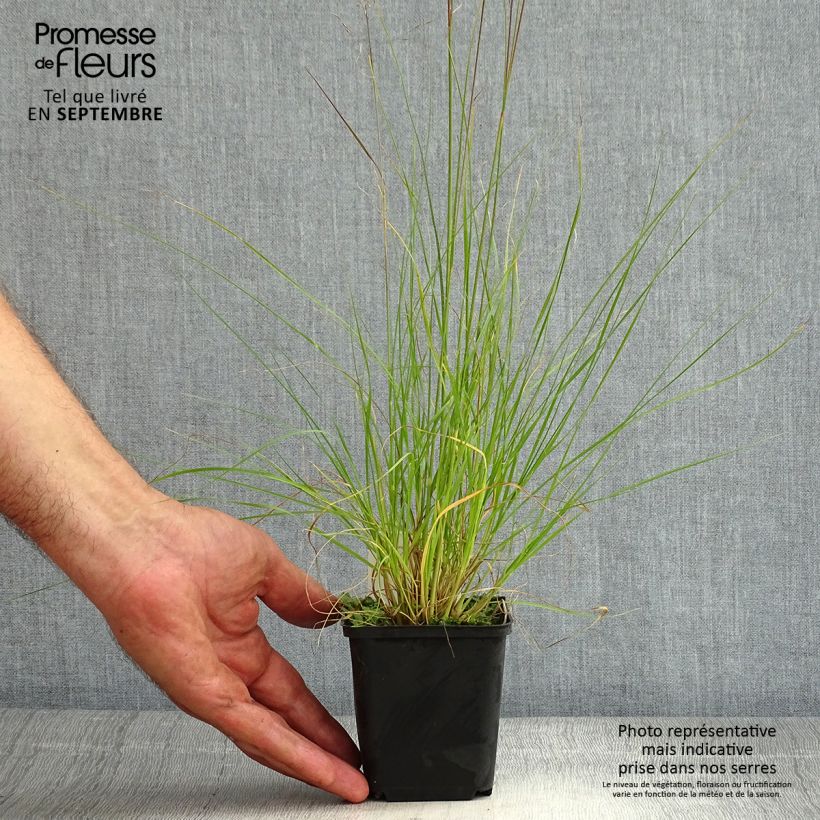 Sporobolus heterolepis Cloud 8/9 cm pot sample as delivered in summer