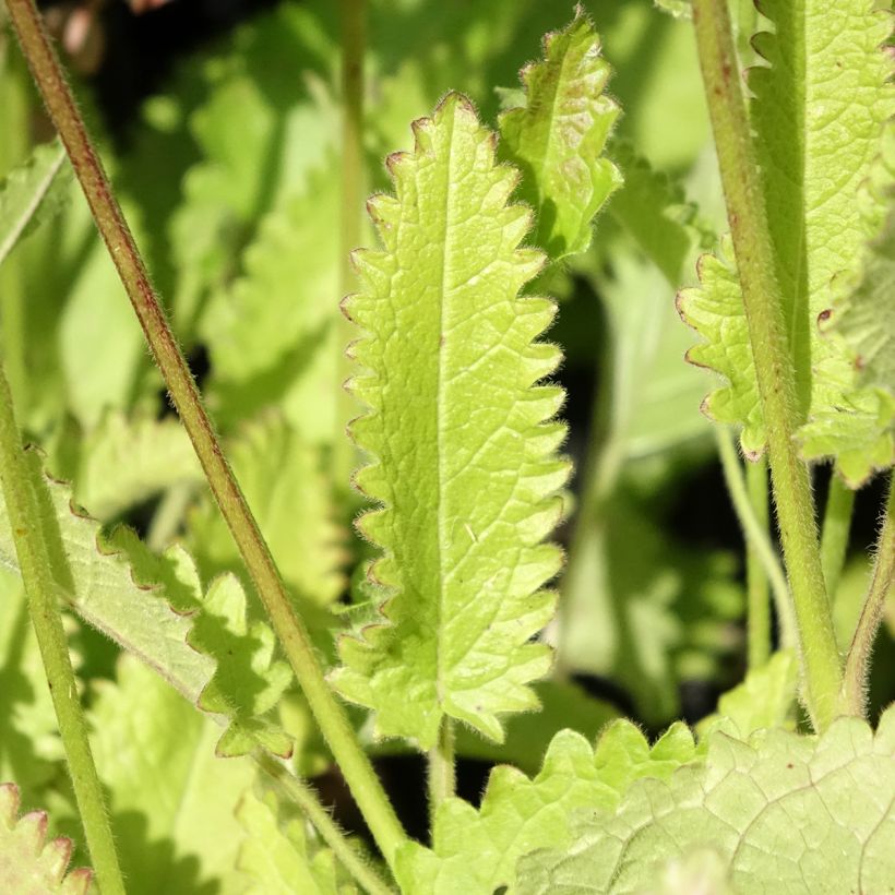 Stachys monieri Rosea (Foliage)