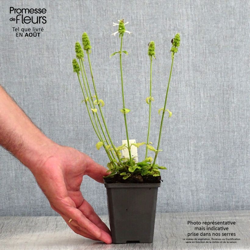Stachys officinalis Alba 8/9 cm pot sample as delivered in summer