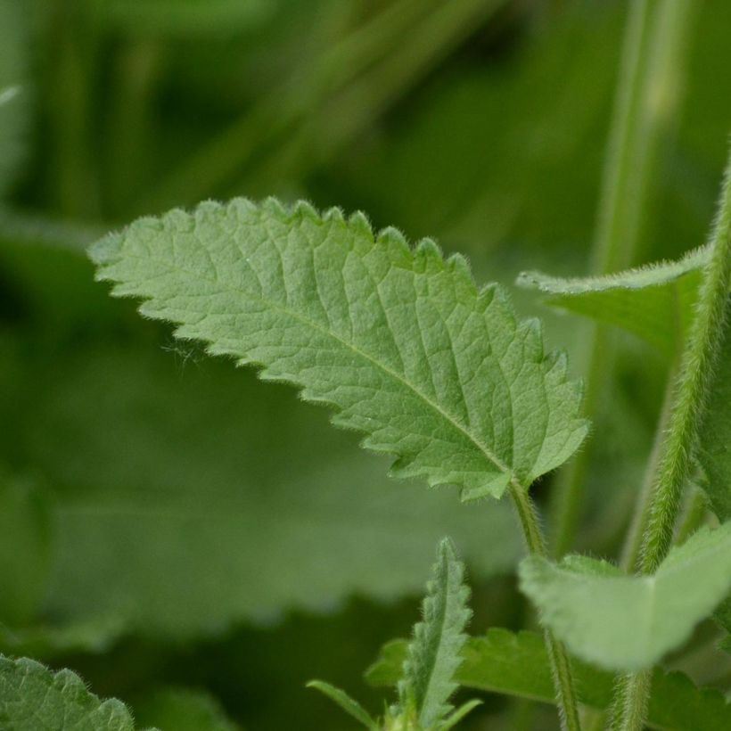 Stachys officinalis Pink Cotton Candy (Foliage)