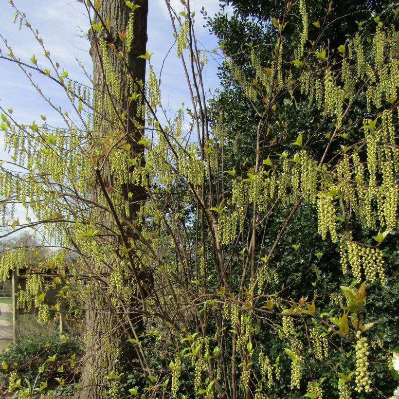 Stachyurus chinensis Celina (Plant habit)