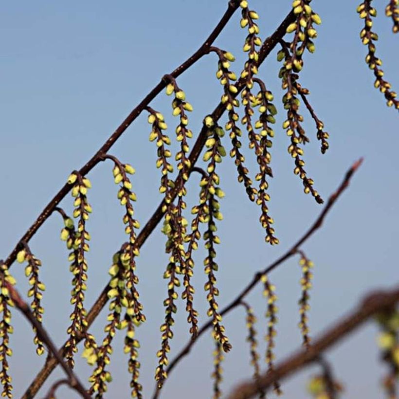 Stachyurus chinensis Celina (Flowering)