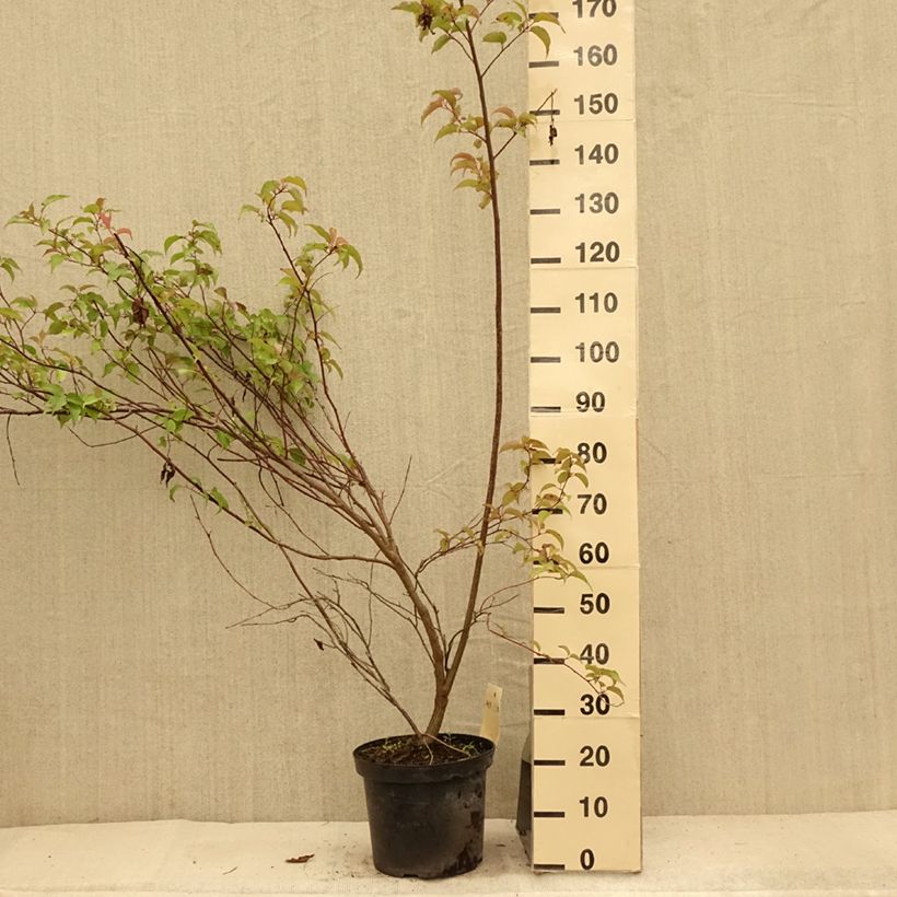 Stachyurus chinensis Celina 7.5L/10L pot sample as delivered in summer
