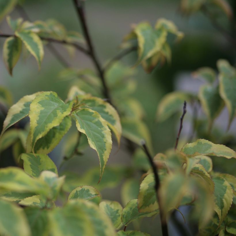 Stachyurus chinensis Joy Forever (Foliage)