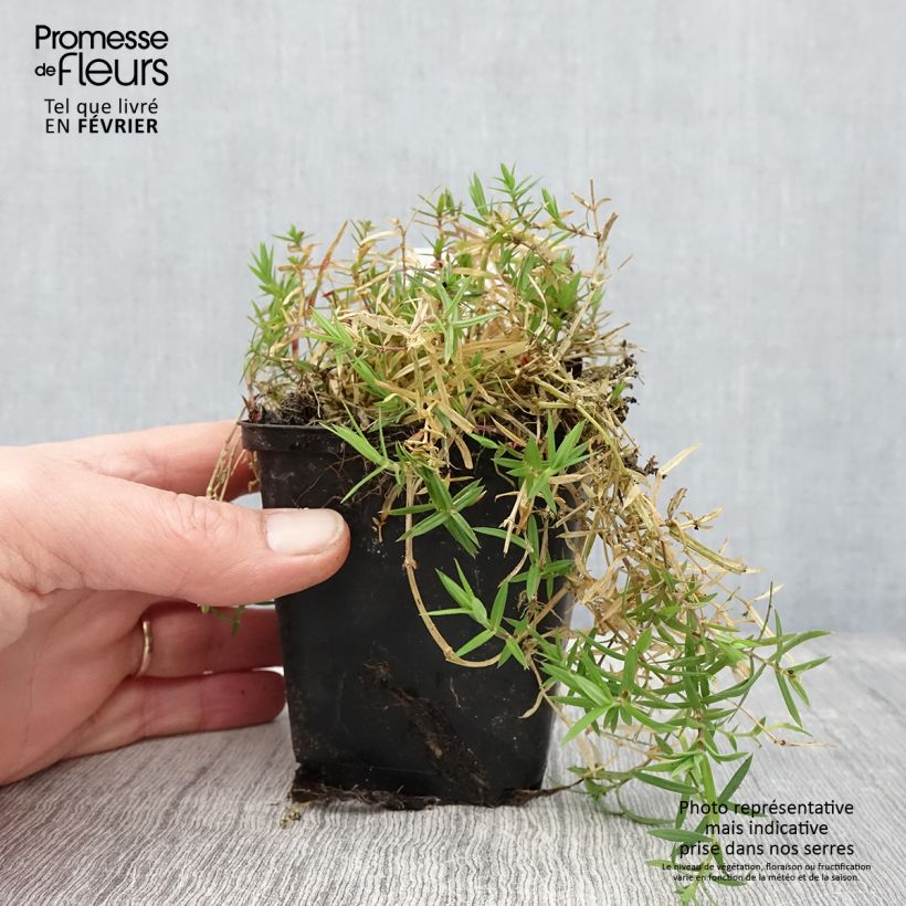Stellaria holostea 8/9 cm pot sample as delivered in winter