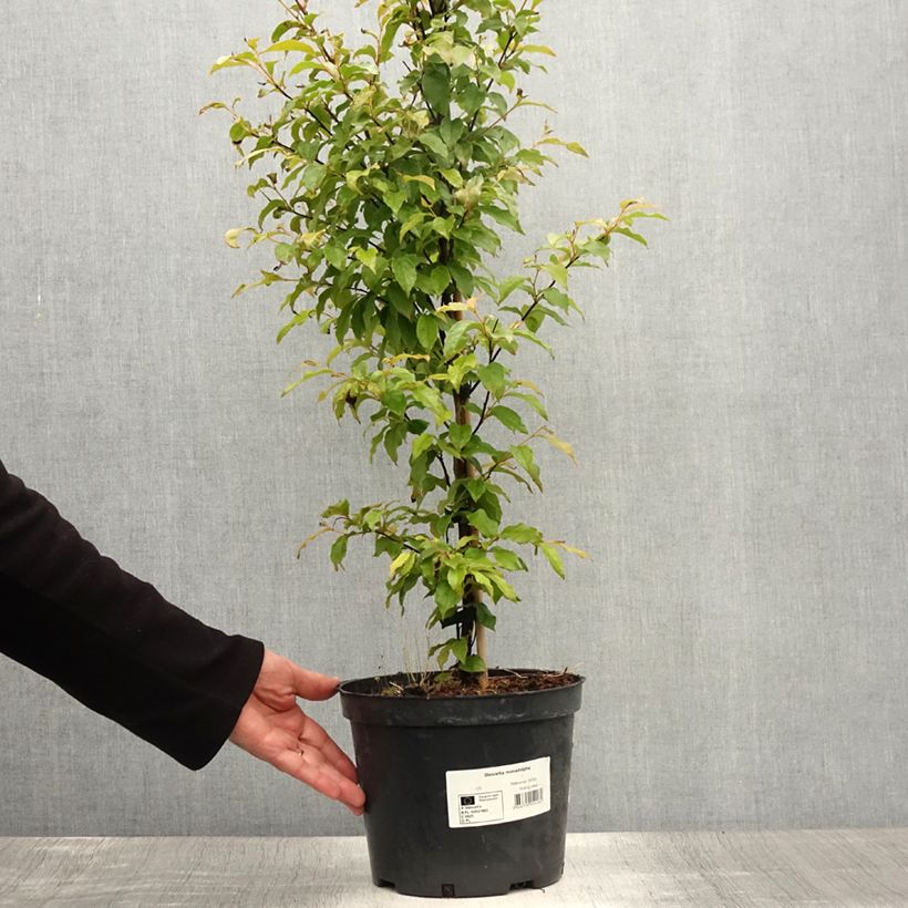 Stewartia monadelpha 4L/5L pot sample as delivered in summer