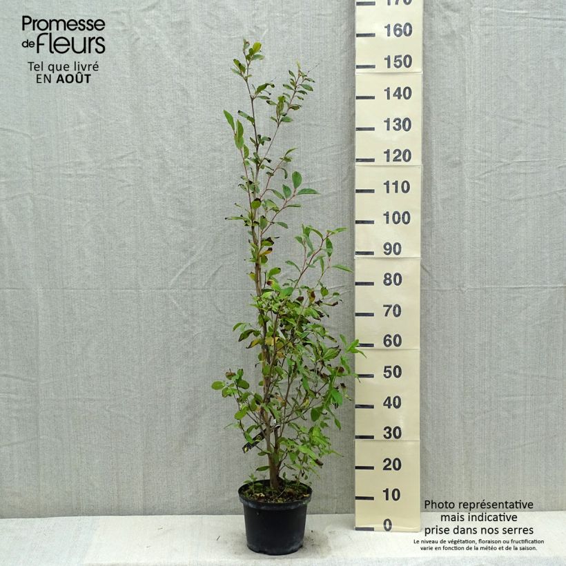 Stewartia pseudocamellia 3L/4L pot sample as delivered in summer