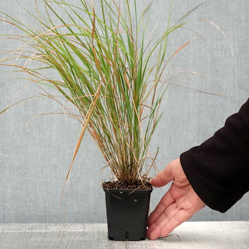 Stipa arundinacea Sirocco 8/9 cm pot sample as delivered in autumn