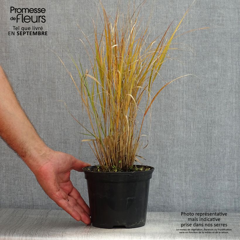 Stipa arundinacea Sirocco 2L/3L pot sample as delivered in summer