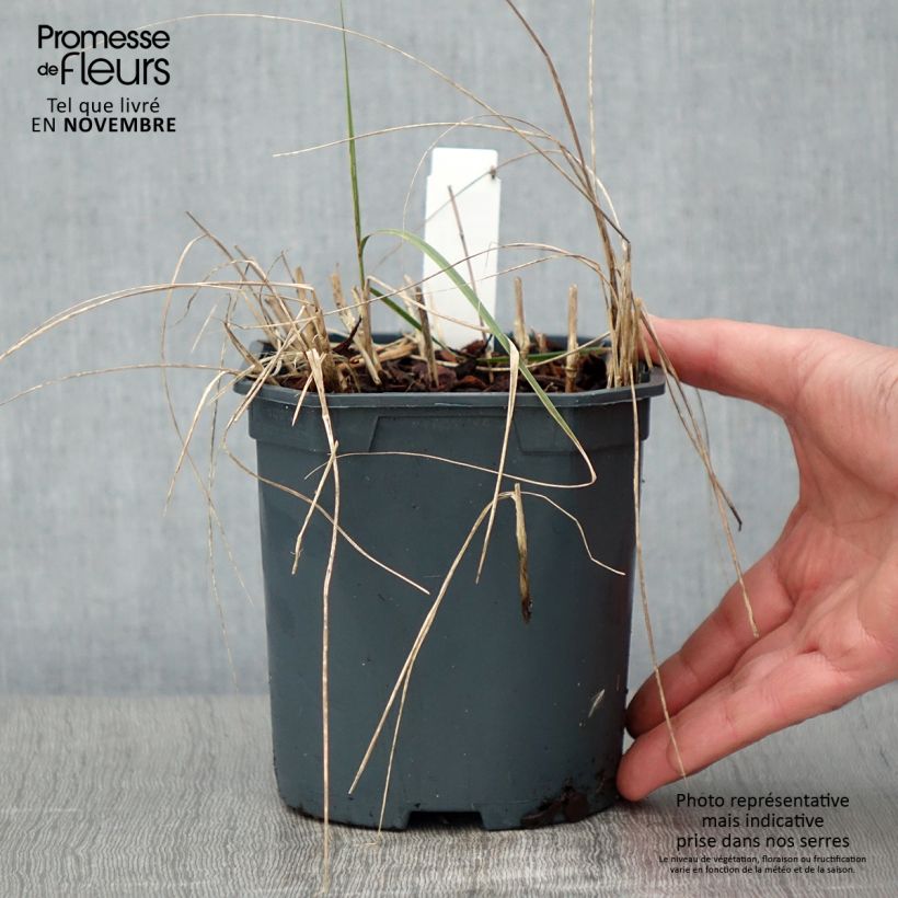 Stipa calamagrostis 2L/3L pot sample as delivered in autumn