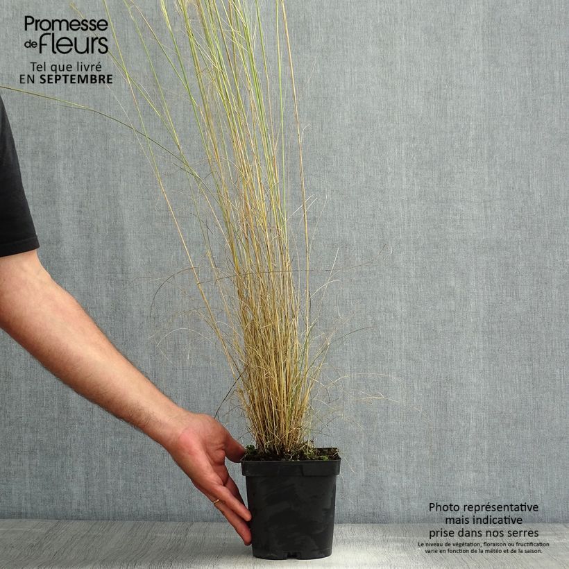 Stipa capillata 2L/3L pot sample as delivered in summer