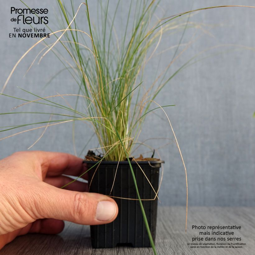 Stipa ichu 7/8 cm pot sample as delivered in autumn