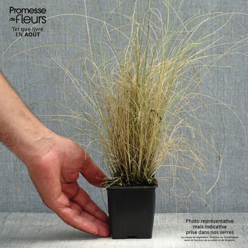 Stipa trichotoma Palomino 8/9 cm pot sample as delivered in summer