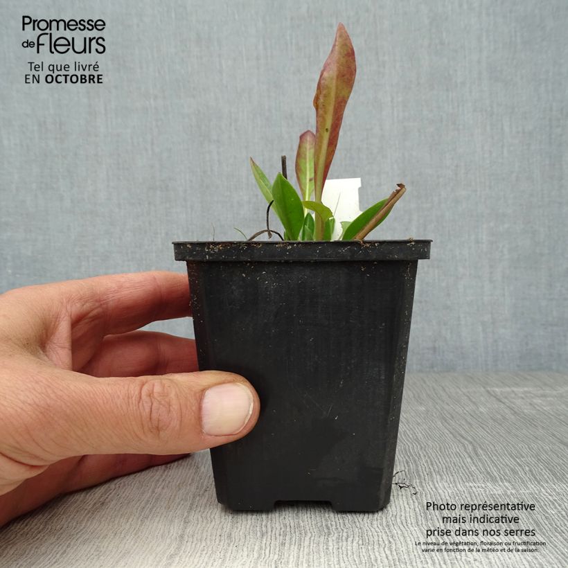 Stokesia laevis Purple Parasols 8/9 cm pot sample as delivered in autumn