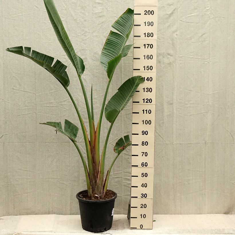 Strelitzia augusta 30L/35L pot sample as delivered in summer
