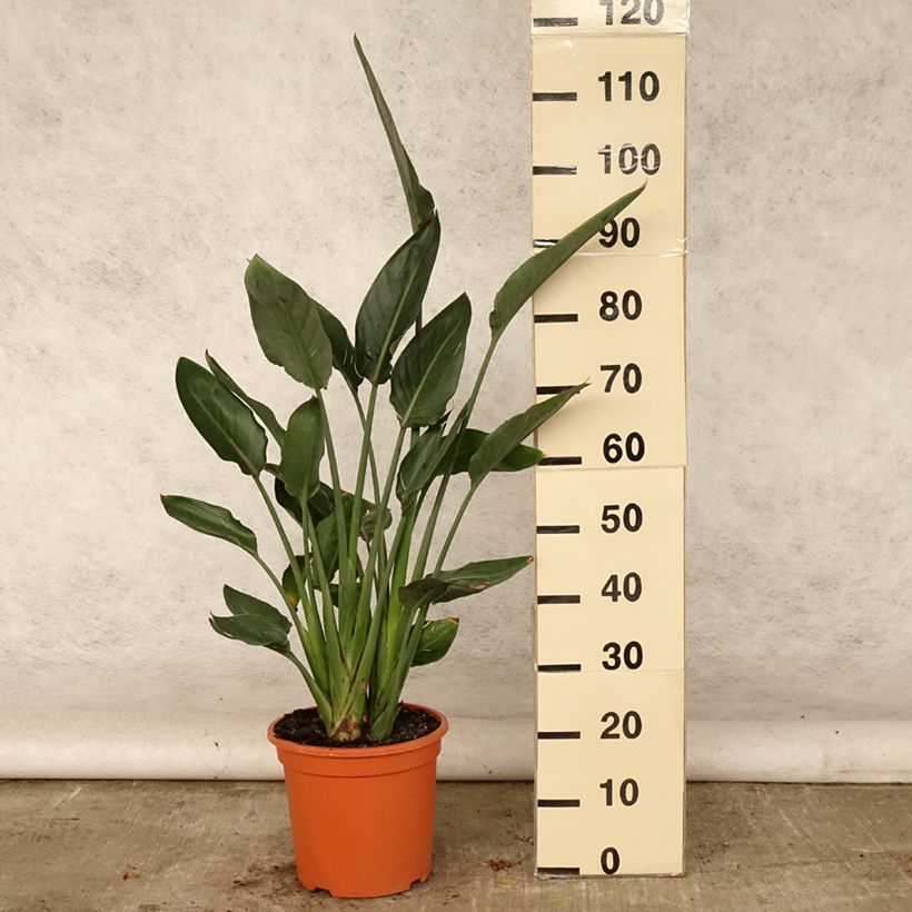 Strelitzia reginae 7.5L/10L pot sample as delivered in summer