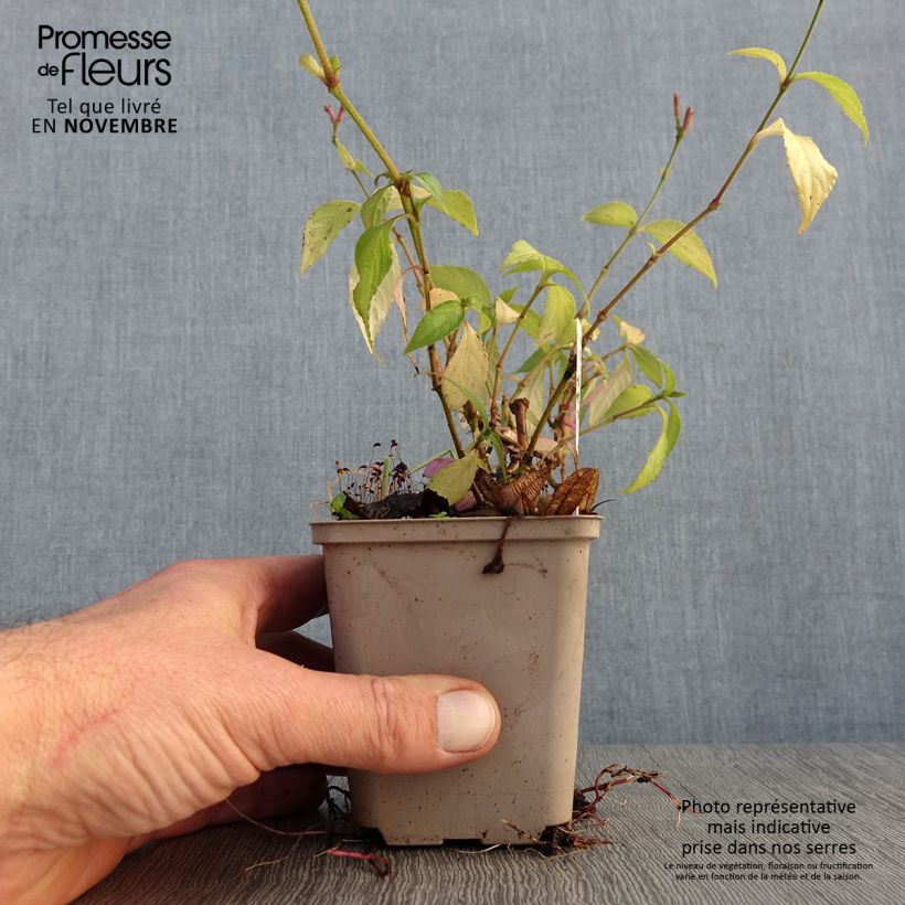 Strobilanthes attenuata 8/9 cm pot sample as delivered in autumn