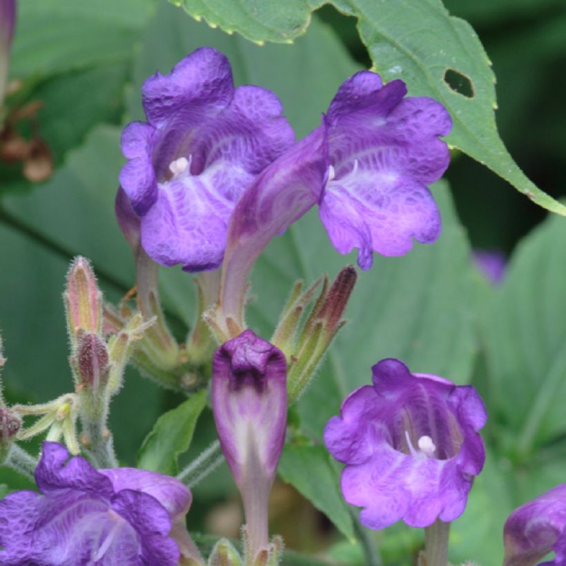 Strobilanthes penstemonoides (Flowering)