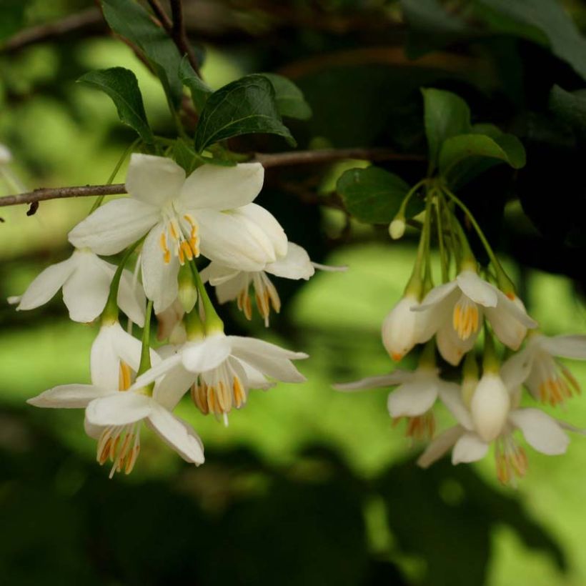 Styrax japonica (Flowering)