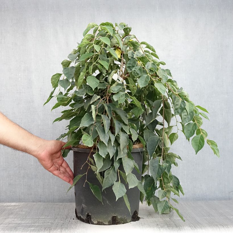Styrax japonica Fragrant Fountain® 7.5L/10L pot sample as delivered in summer