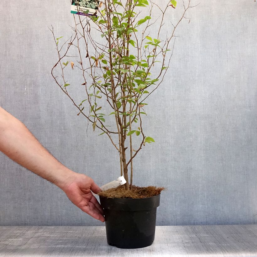 Styrax japonica 3L/4L pot sample as delivered in summer