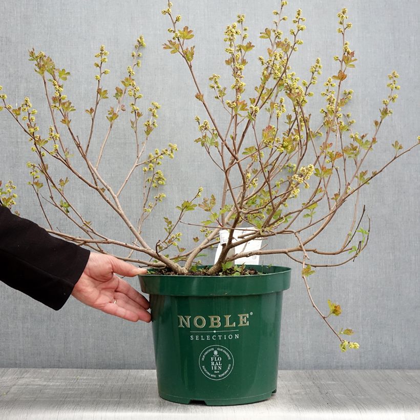 Rhus aromatica Gro-Low - Fragrant Sumach 7.5L/10L pot sample as delivered in spring
