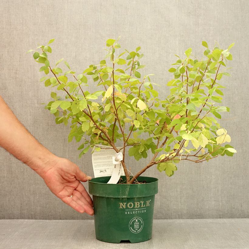 Rhus aromatica Gro-Low - Fragrant Sumach 3L/4L pot sample as delivered in summer
