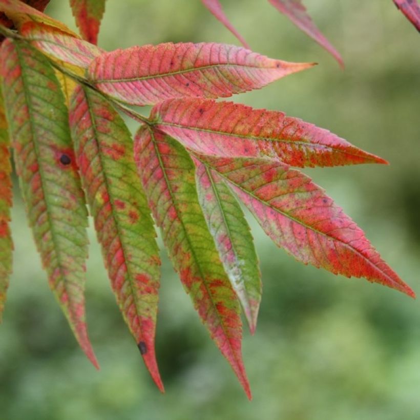 Rhus typhina - Stag's Horn Sumach (Foliage)