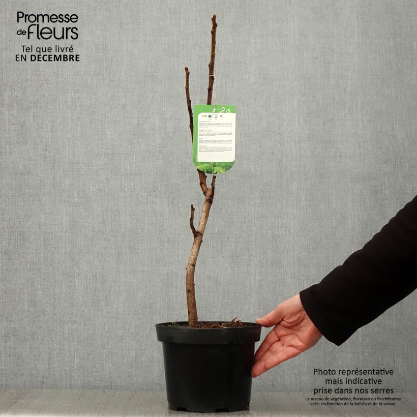 Rhus typhina Dissecta 3L/4L pot sample as delivered in autumn